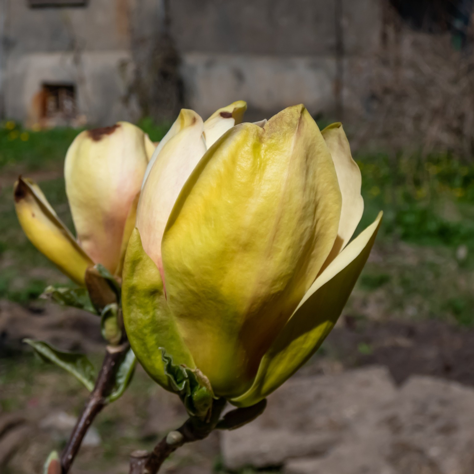Prydnadsträd Omnia Garden Magnolia Sunsation 60-80 cm