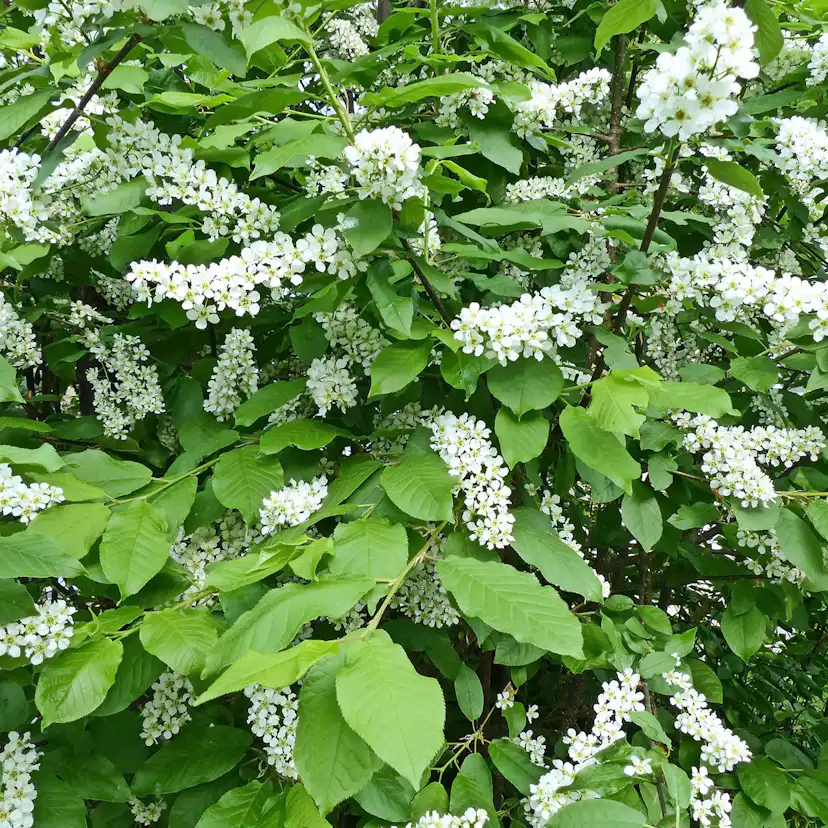 Prydnadsbuske Hägg Omnia Garden 100-125cm