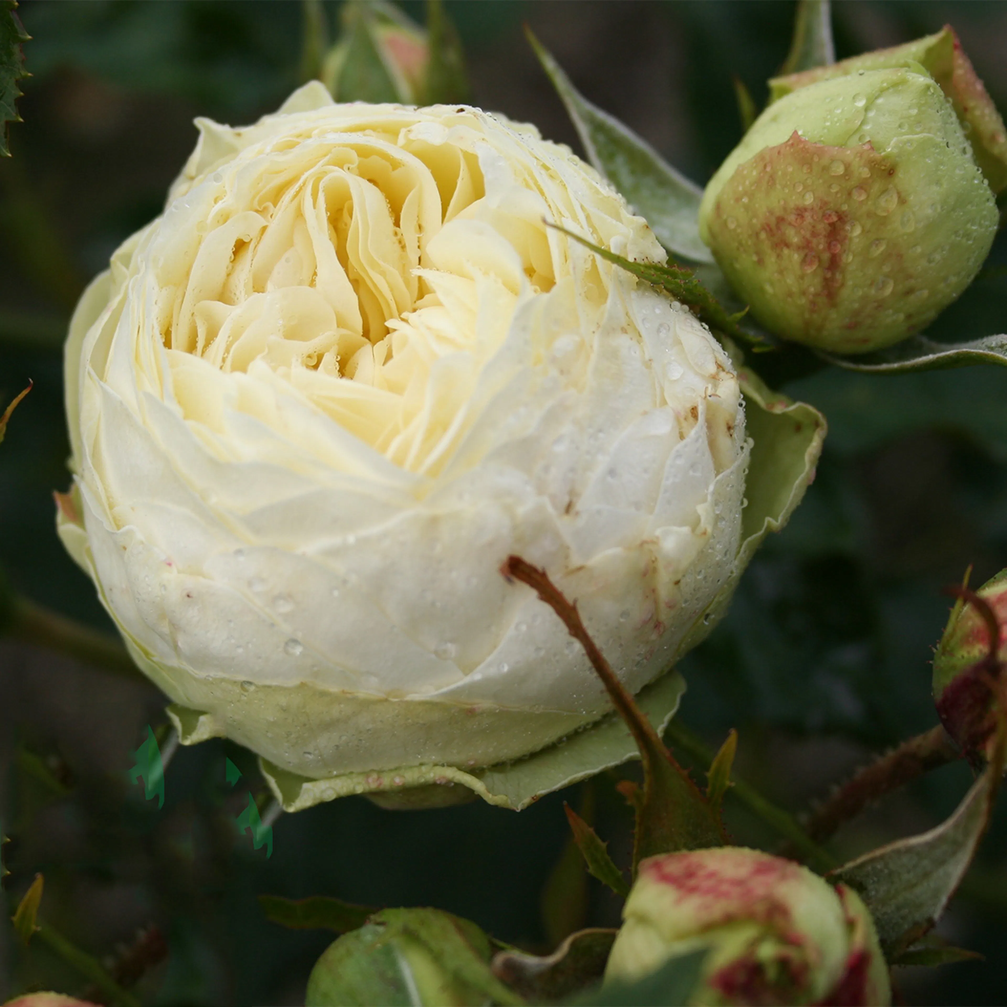 Flerblommig Rabattros Omnia Garden Wedding Piano