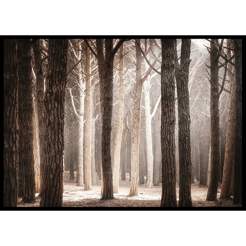Poster Gallerix Pinewood Forest