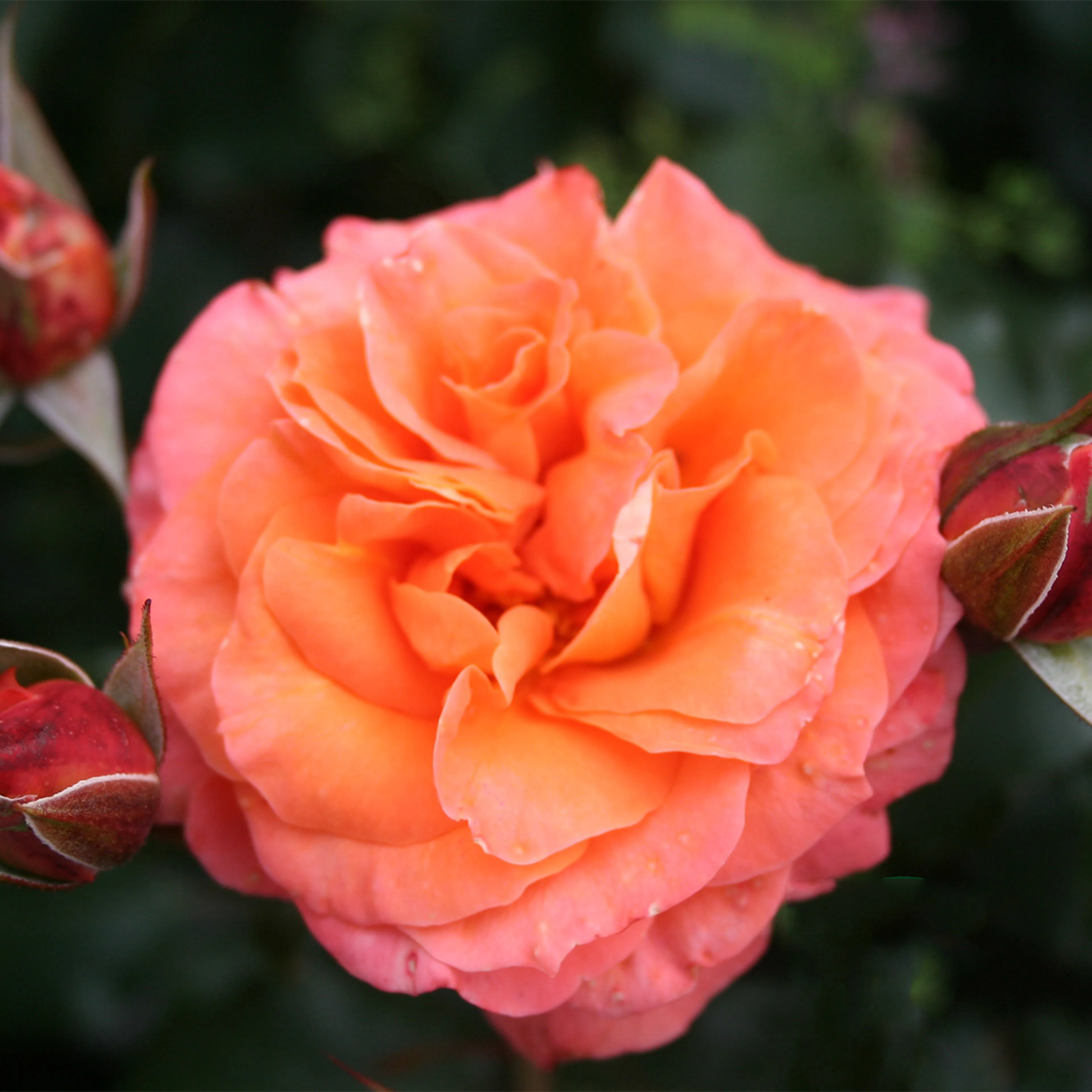 Storblommig Rabattros Omnia Garden Gavnö