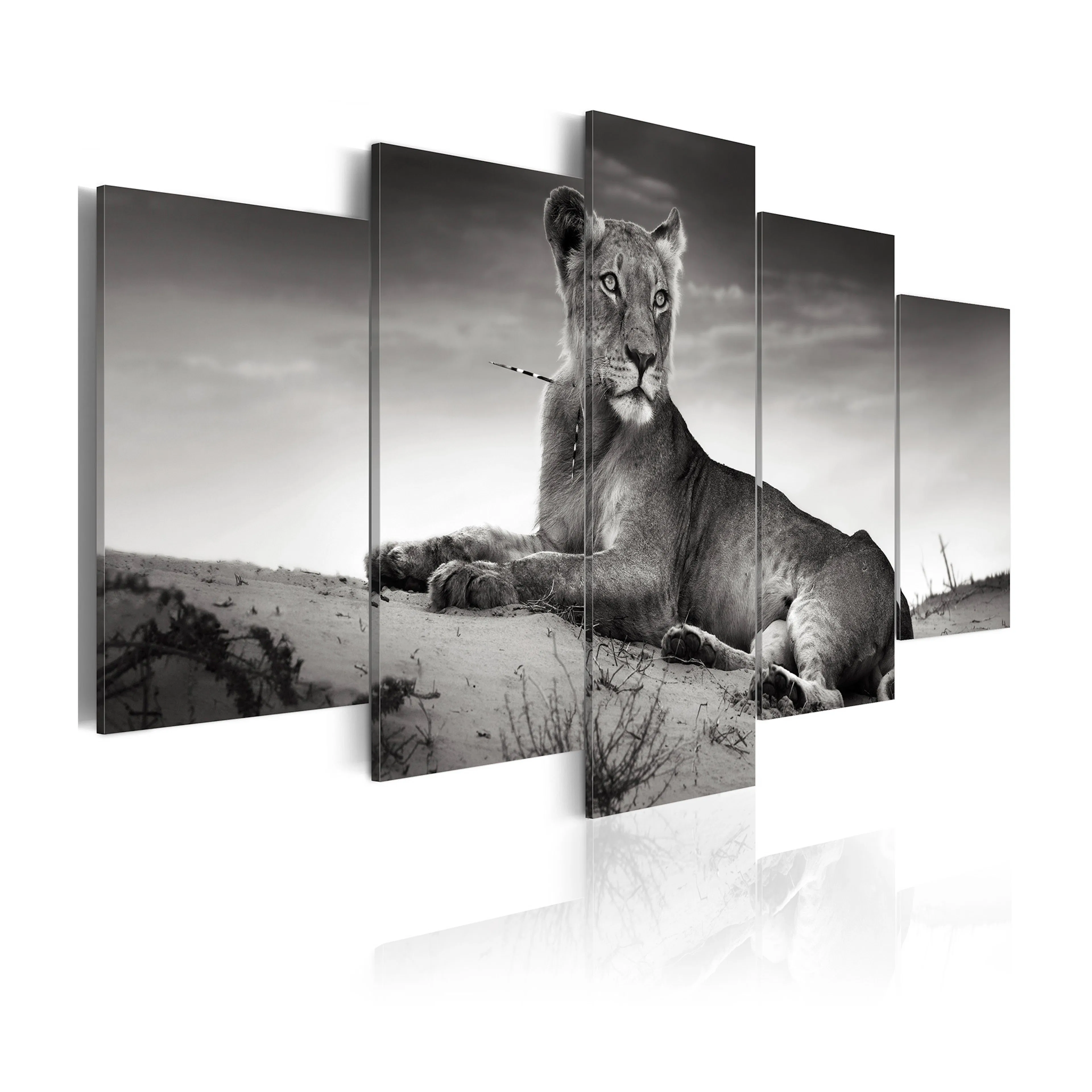 Tavla Arkiio Lioness In A Desert
