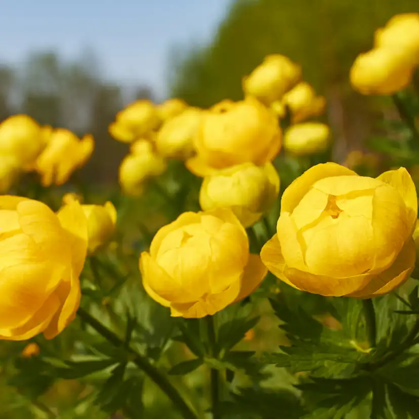Perenn Omnia Garden Smörboll