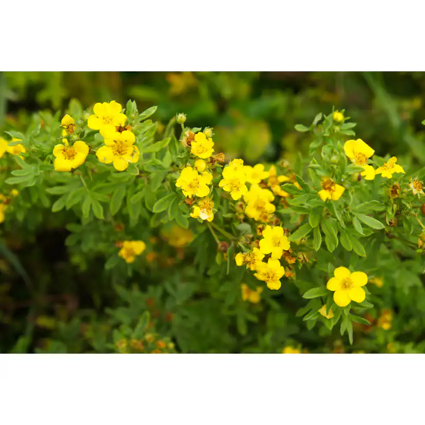 Buske Omnia Garden Ölandstok 30-50cm Krukodlade