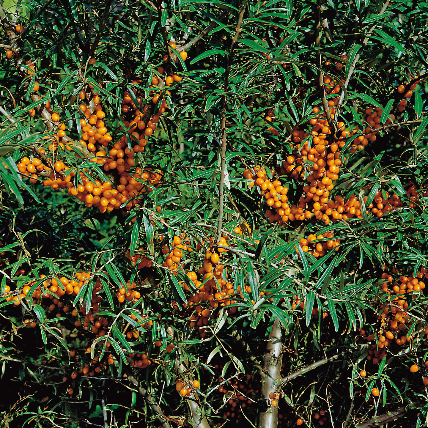 Buske Havtorn Omnia Garden Trädgårdens vitaminförråd