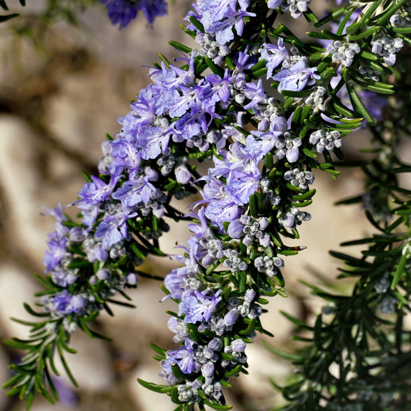 Prydnadsbuske Omnia Garden Rosmarin Salvia Rosmarinus