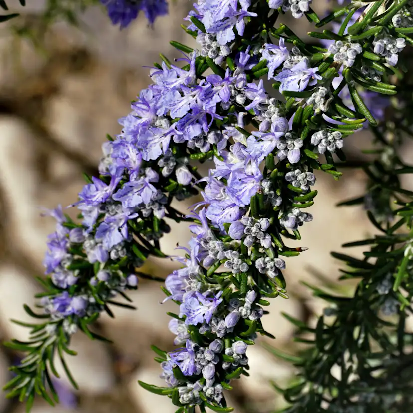 Prydnadsbuske Omnia Garden Rosmarin Salvia Rosmarinus