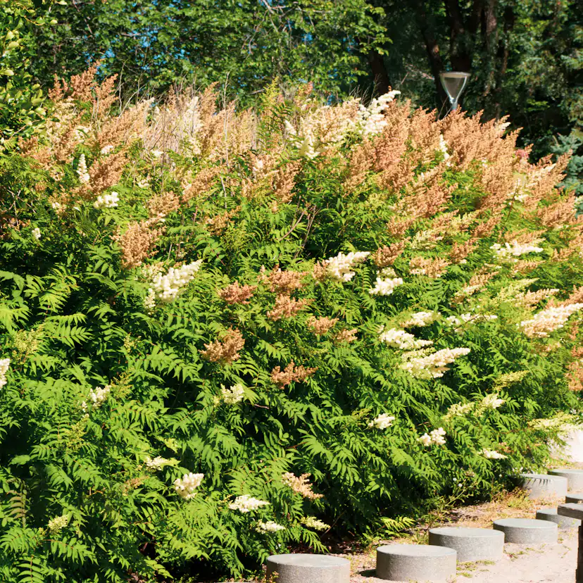 Rabattblomma Omnia Garden Prakthypericum