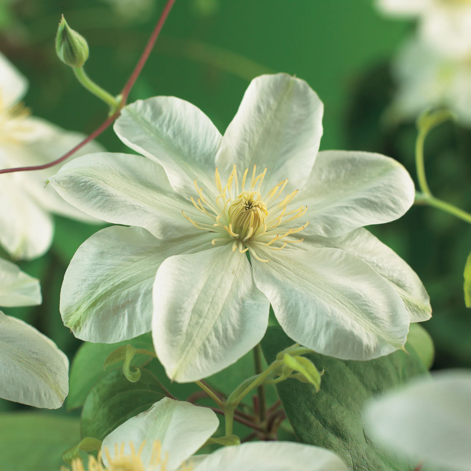 Klätterväxt Tidig Storblommig Klematis Omnia Garden Guernsey Cream 40-60 cm