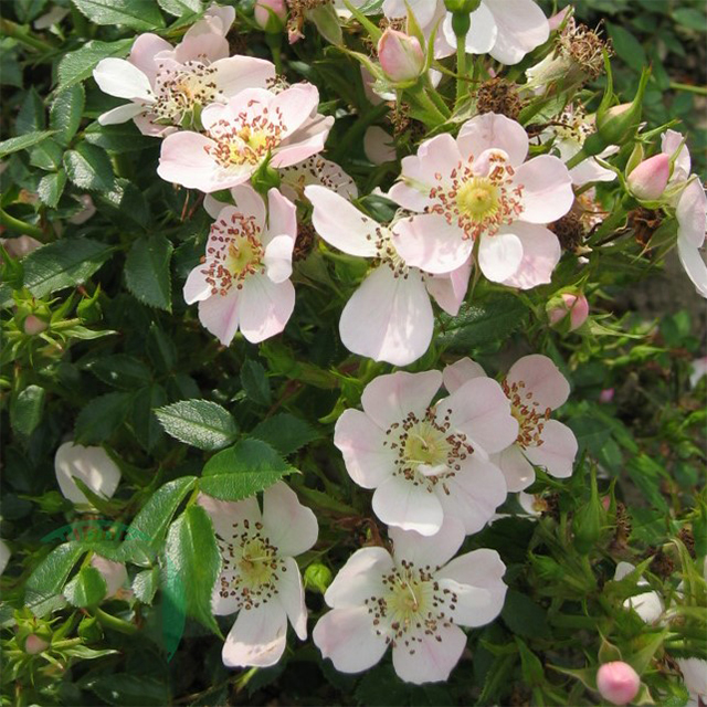 Ros Omnia Garden Marktäckande Butterflies Cover