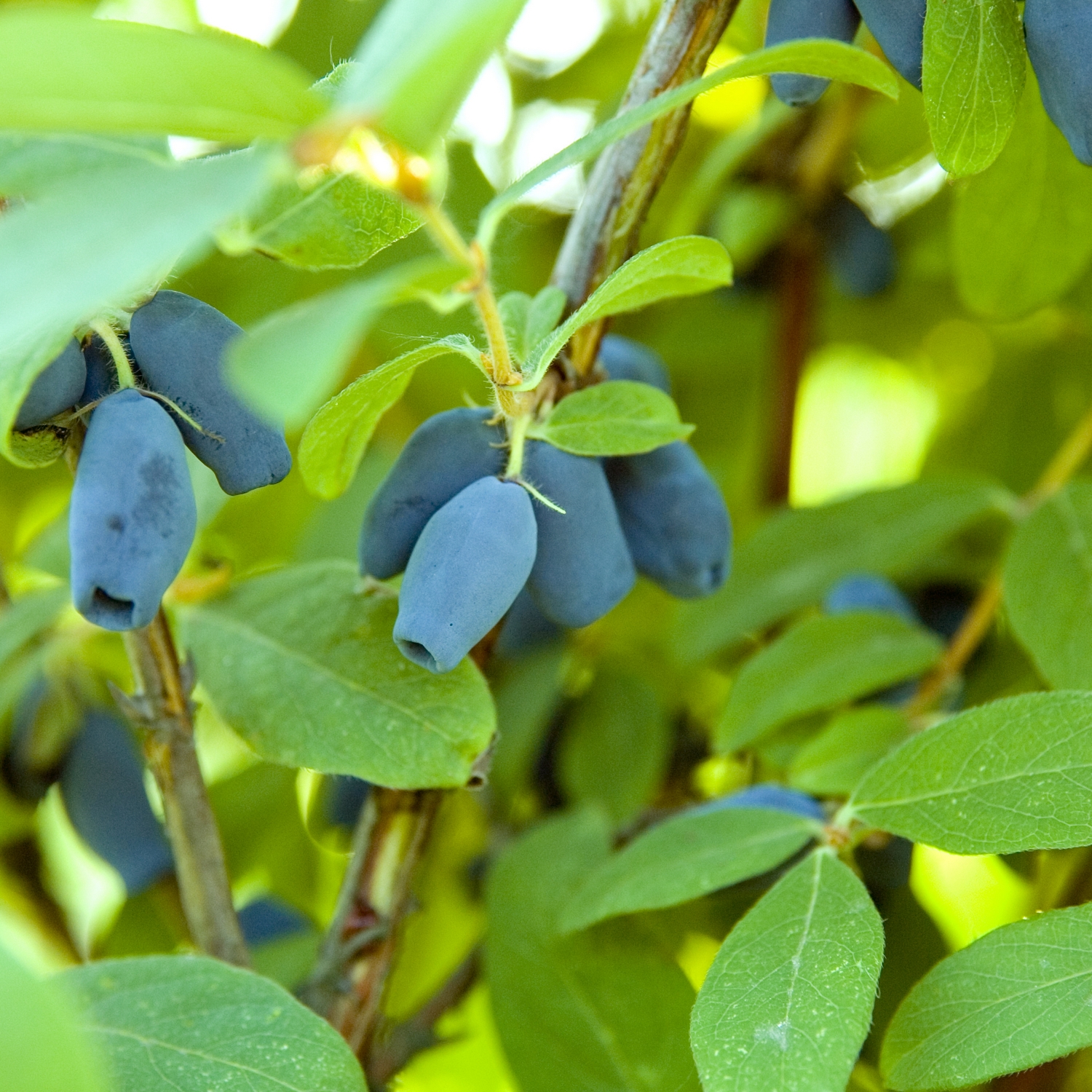Blåbärstry Omnia Garden Buske Kamtschatica