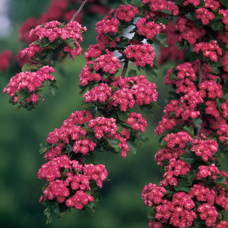 Prydnadsträd Omnia Garden Rosenhagtorn med Rosa Blomning, 100-120 cm