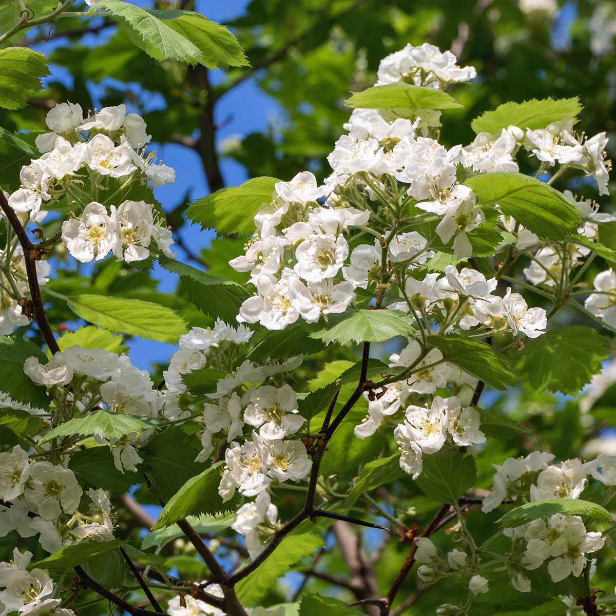 Buske Omnia Garden Scharlakanshagtorn