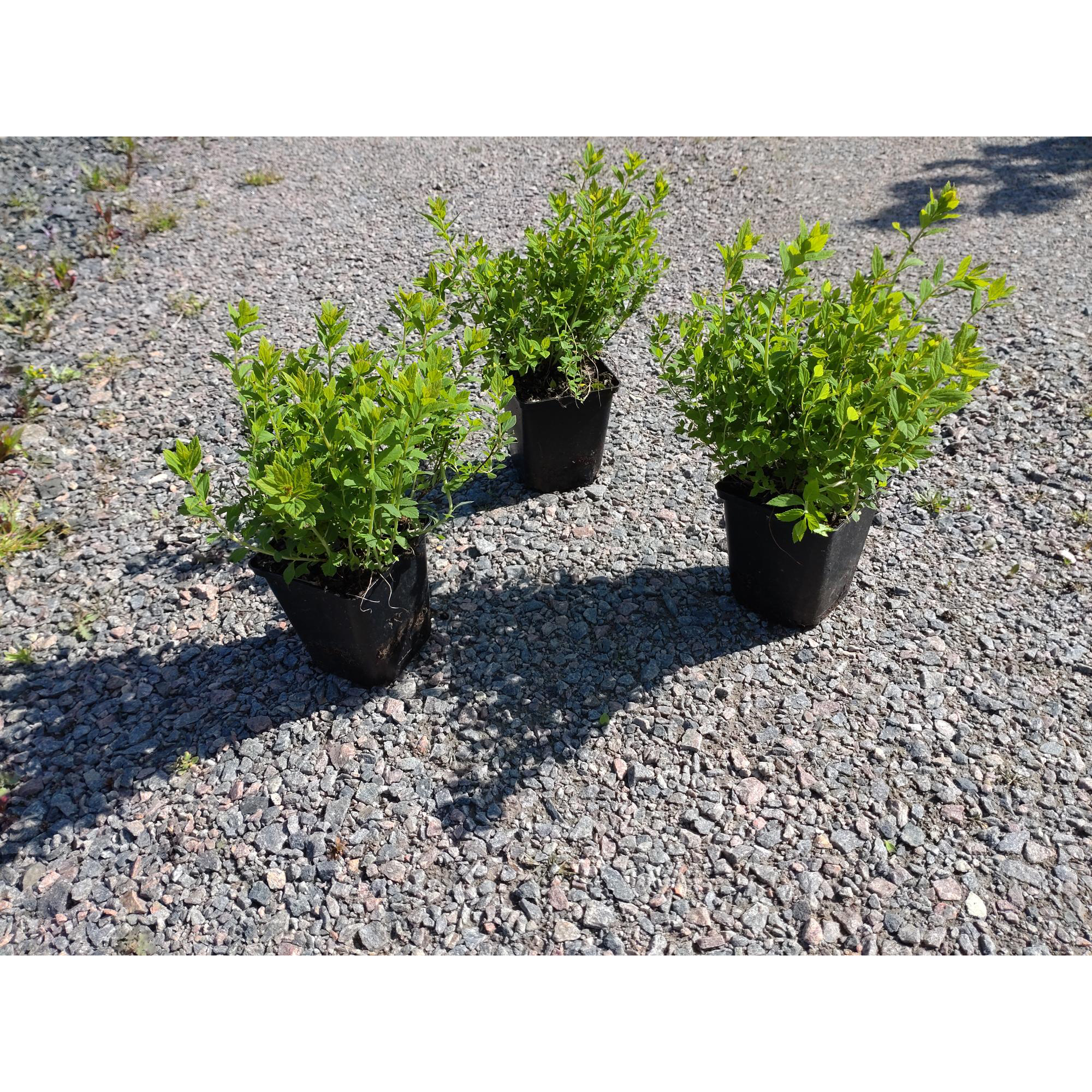 Häck Omnia Garden Dvärgpraktspirea 10-20cm Krukodlade