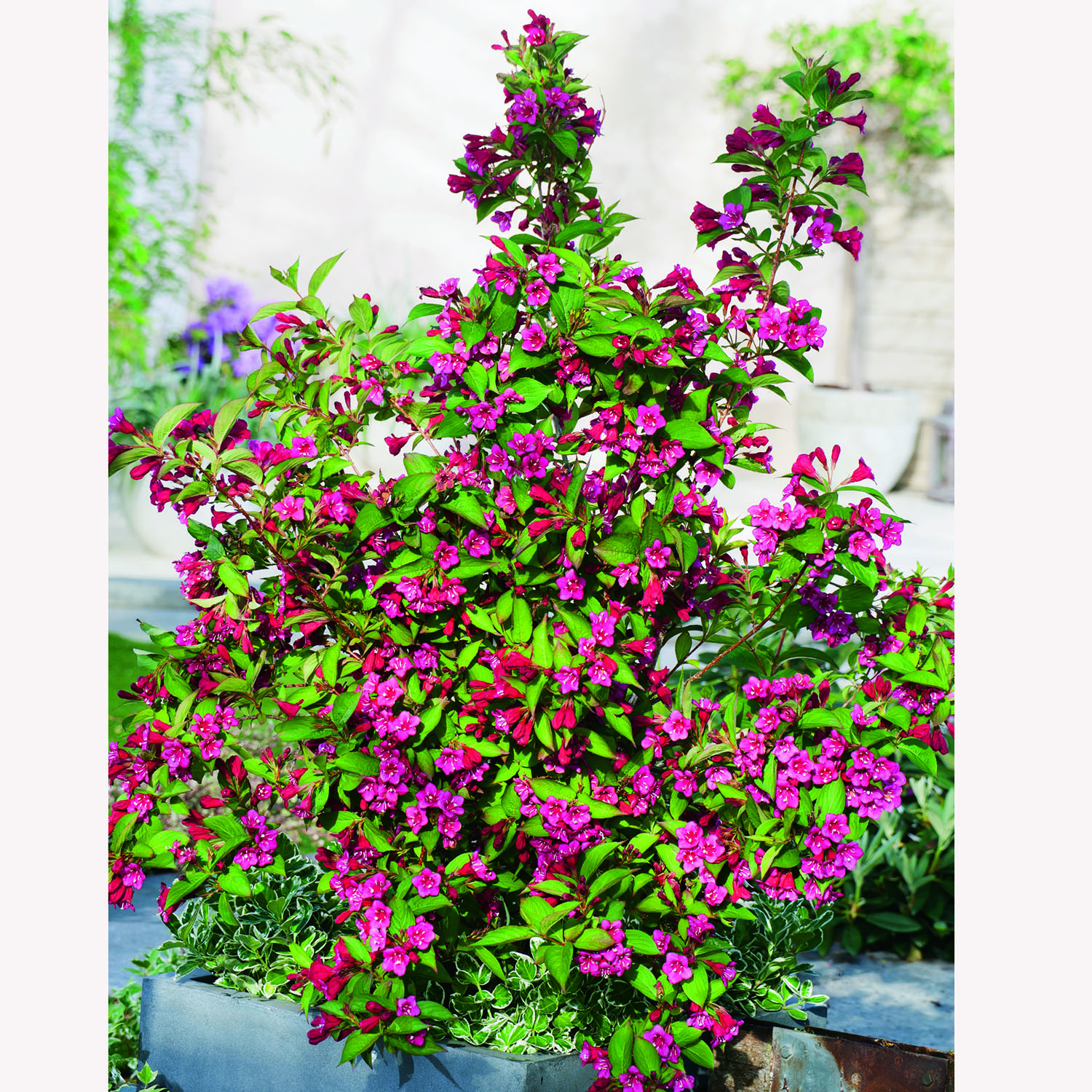 Prydnadsbuske Trädgårdsprakttry Omnia Garden 125-150cm