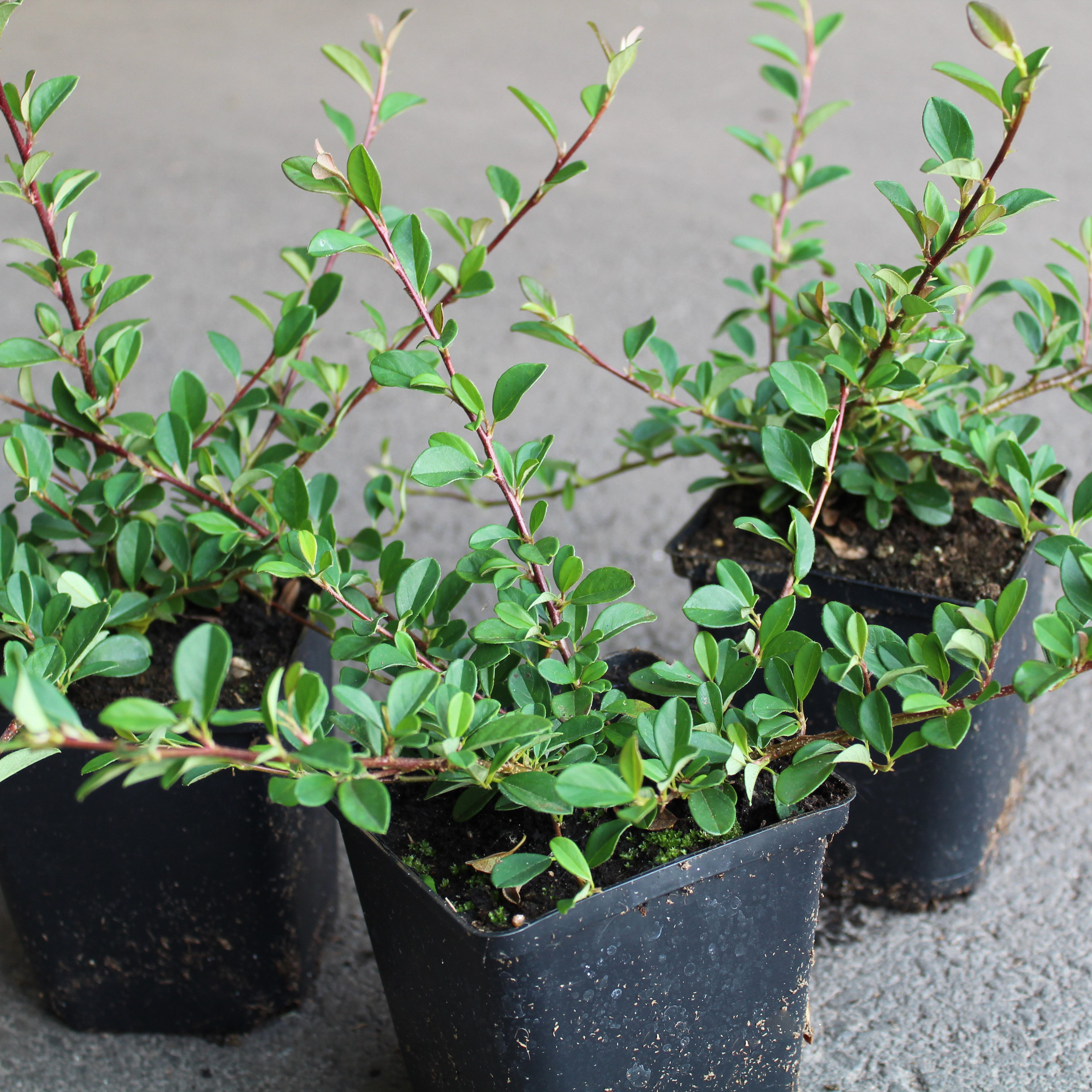 Krypoxbär Omnia Garden Småbladig
