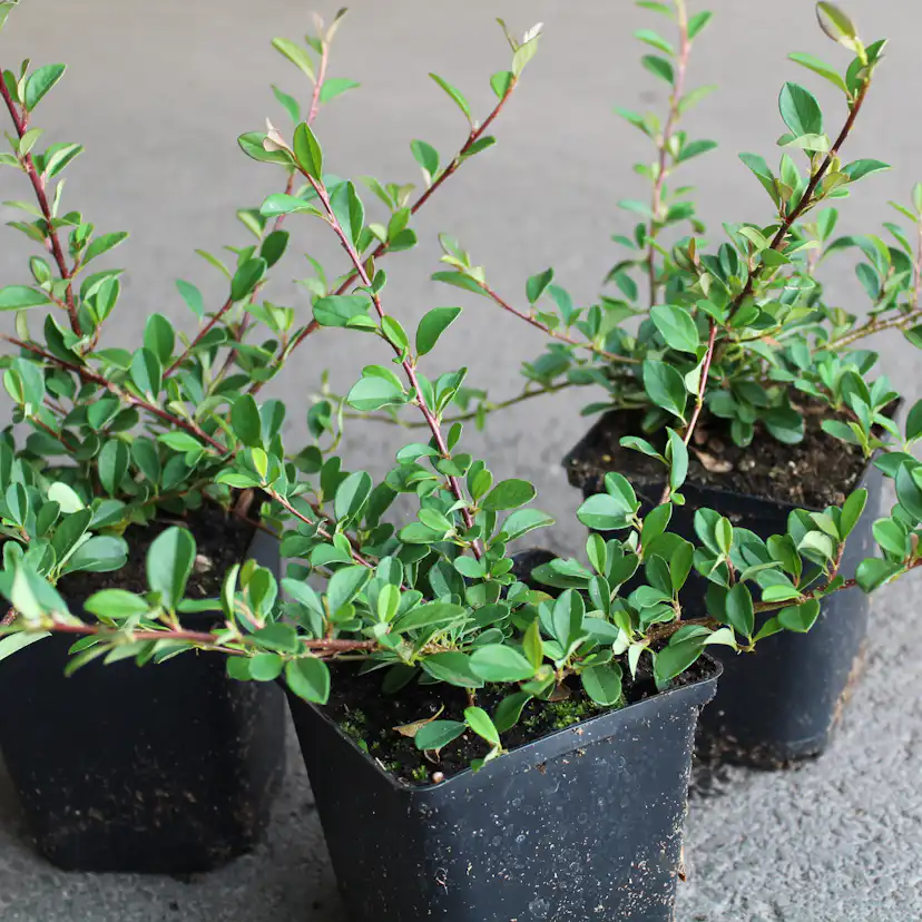 Krypoxbär Omnia Garden Småbladig