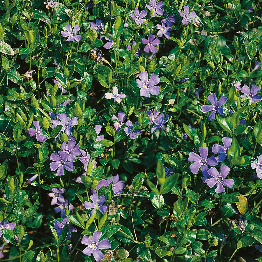 Vintergröna Omnia Garden