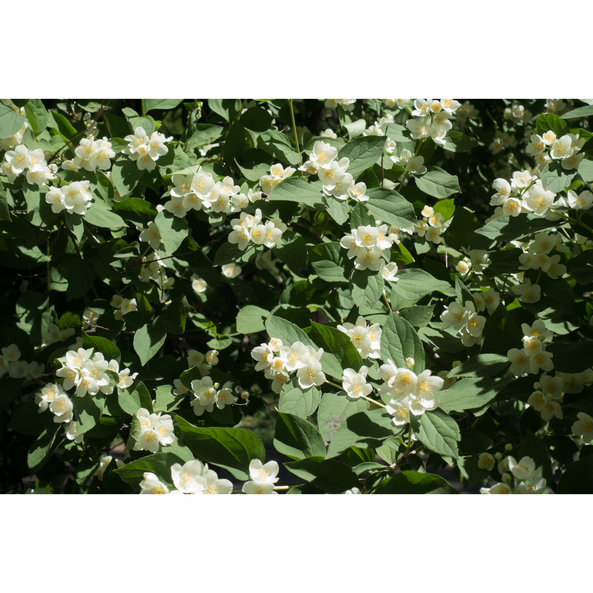 Buske Omnia Garden Smultronschersmin 20-30 cm
