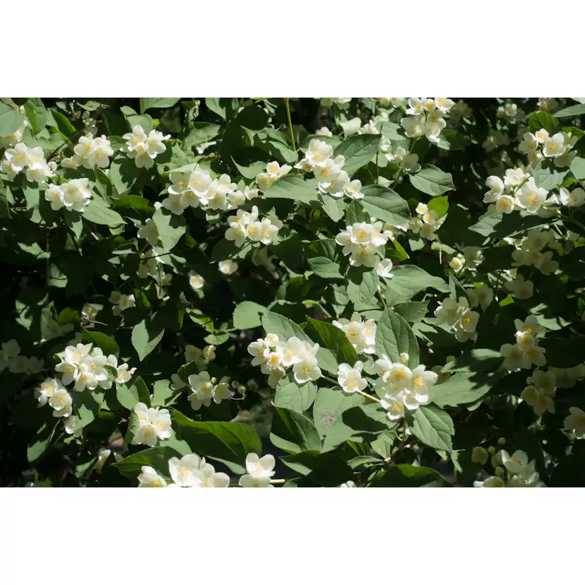Buske Omnia Garden Smultronschersmin 20-30 cm