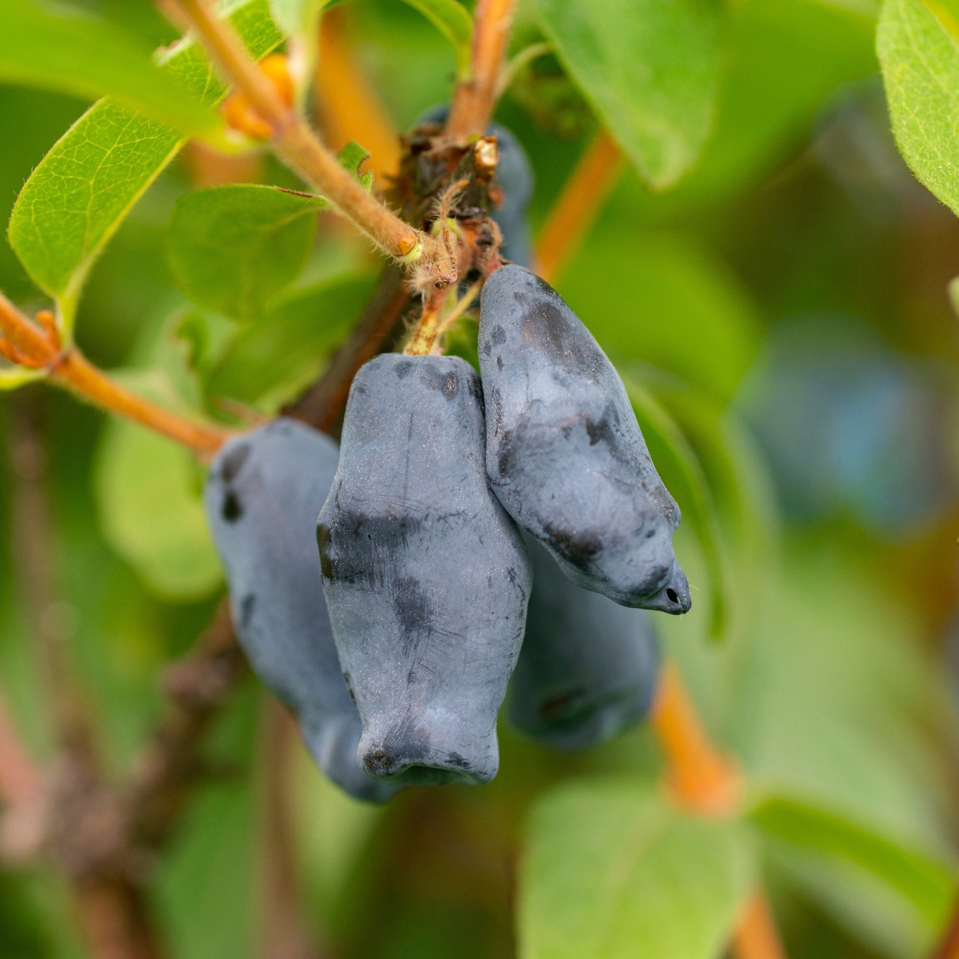 Bärbuske Omnia Garden Blåbärstry Lonicera Caerulea Balalaika