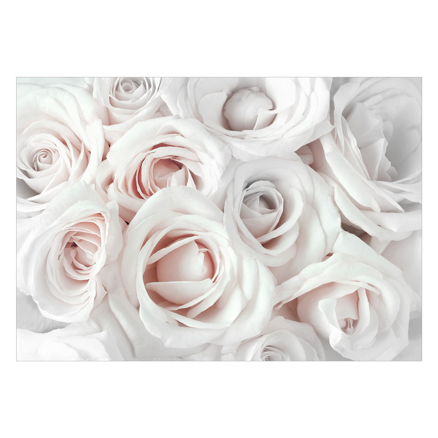 Fototapet Arkiio Satin Rose Rosa