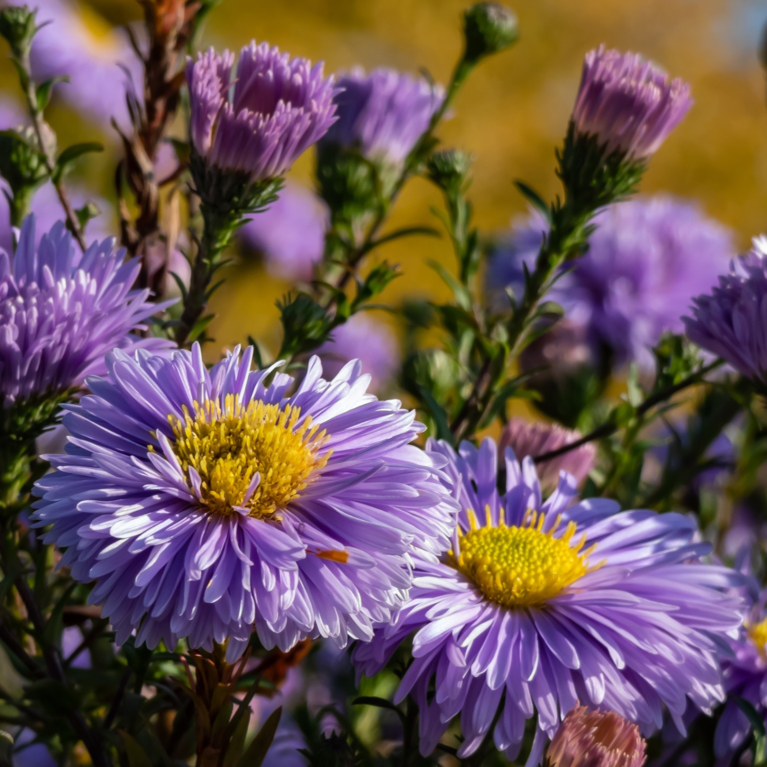 Perenn Omnia Garden Oktoberaster Early Blue Symphyotrichum Novi-Belgii
