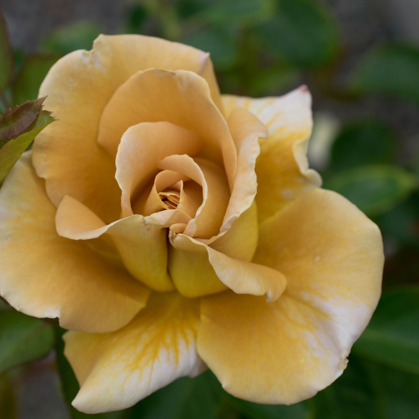 Buskros Omnia Garden Floribundaros Honey Dijon Weksproulses