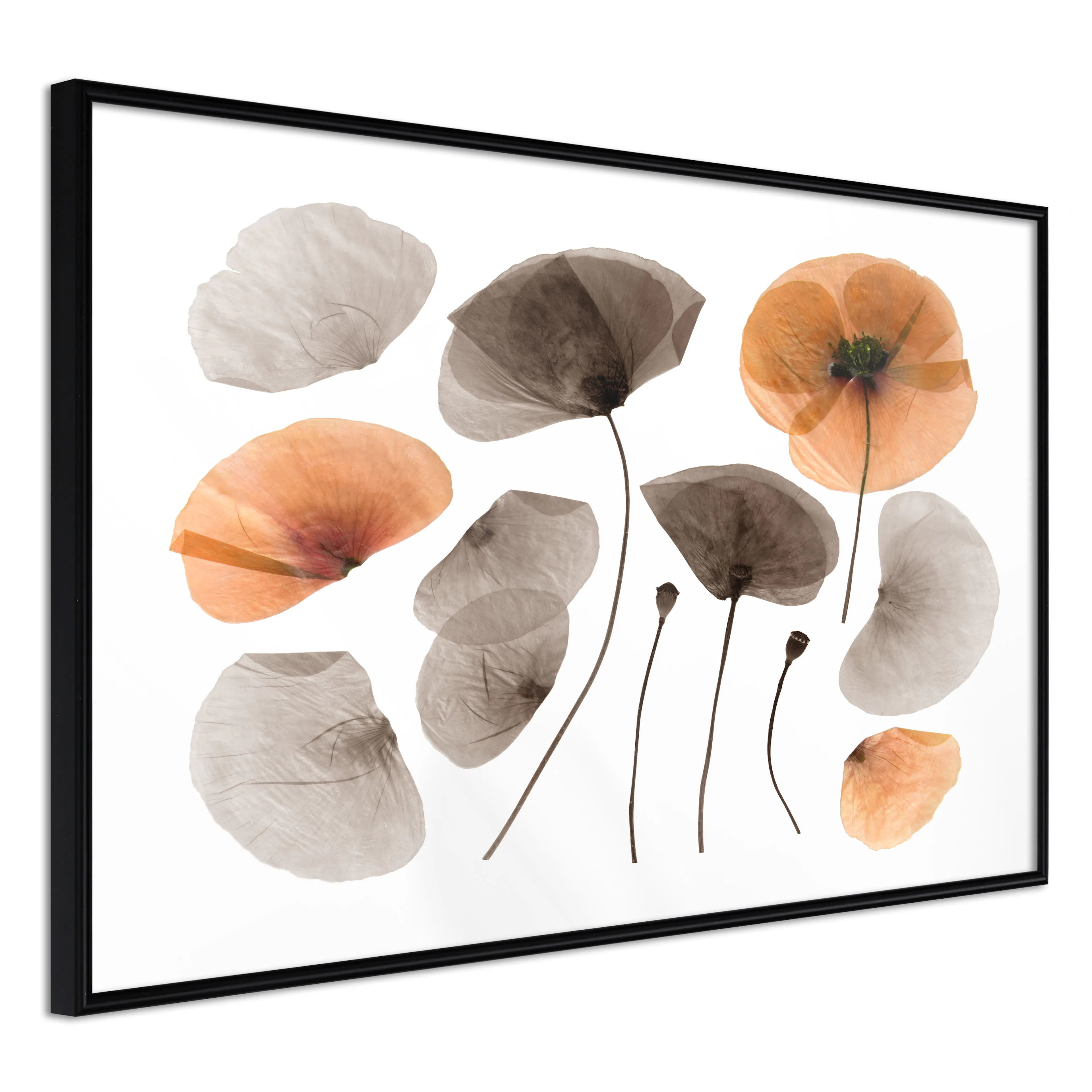 Affisch - Meadow Herbarium [Poster] 30x20 Svart ram, 30x20 cm