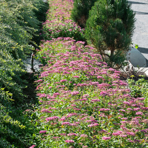Buske Omnia Garden Rosenspirea 20-30 cm