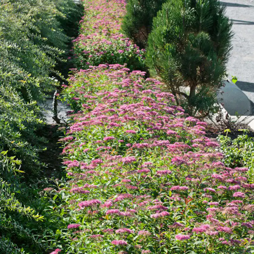 Buske Omnia Garden Rosenspirea 20-30 cm