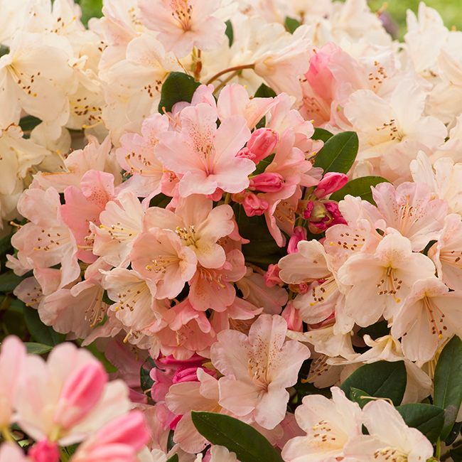 Rhododendron Omnia Garden Percy Wiseman Rosa-aprikos Dvärg 25-30 cm, 1 st/frp