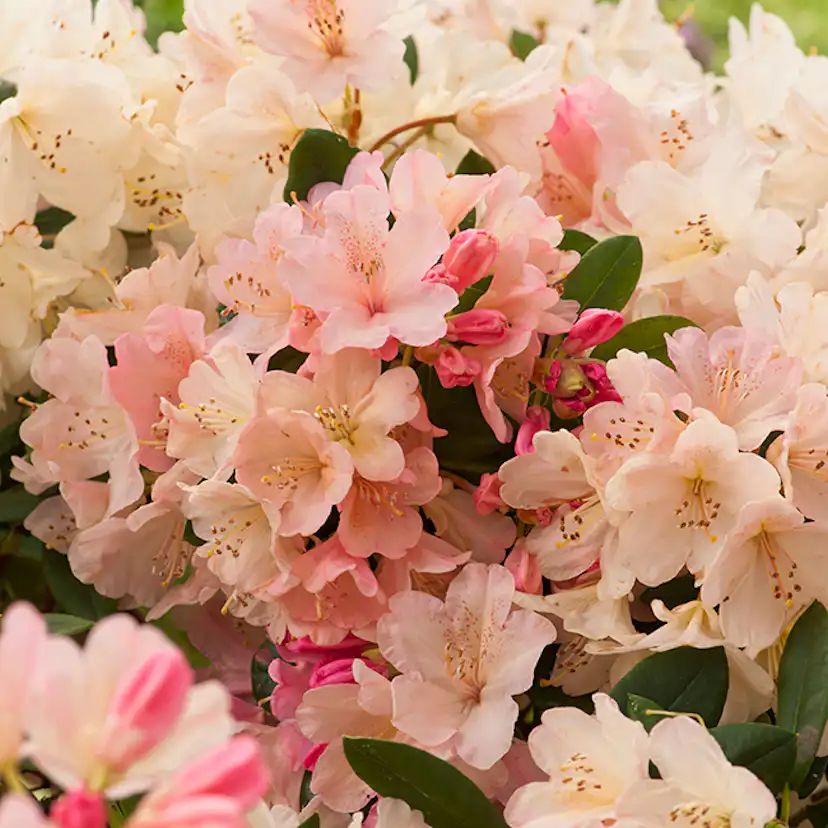 Rhododendron Omnia Garden Percy Wiseman Rosa-aprikos Dvärg 25-30 cm, 1 st/frp