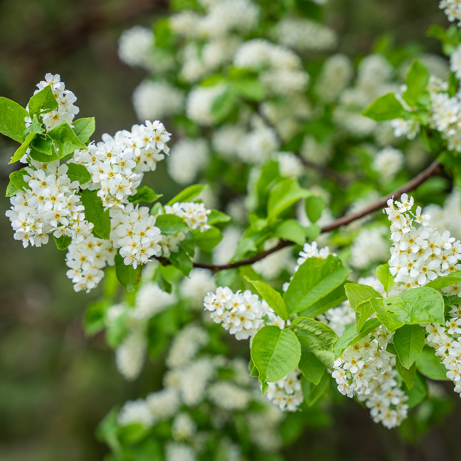 Prydnadsbuske Hägg Omnia Garden 100-125cm