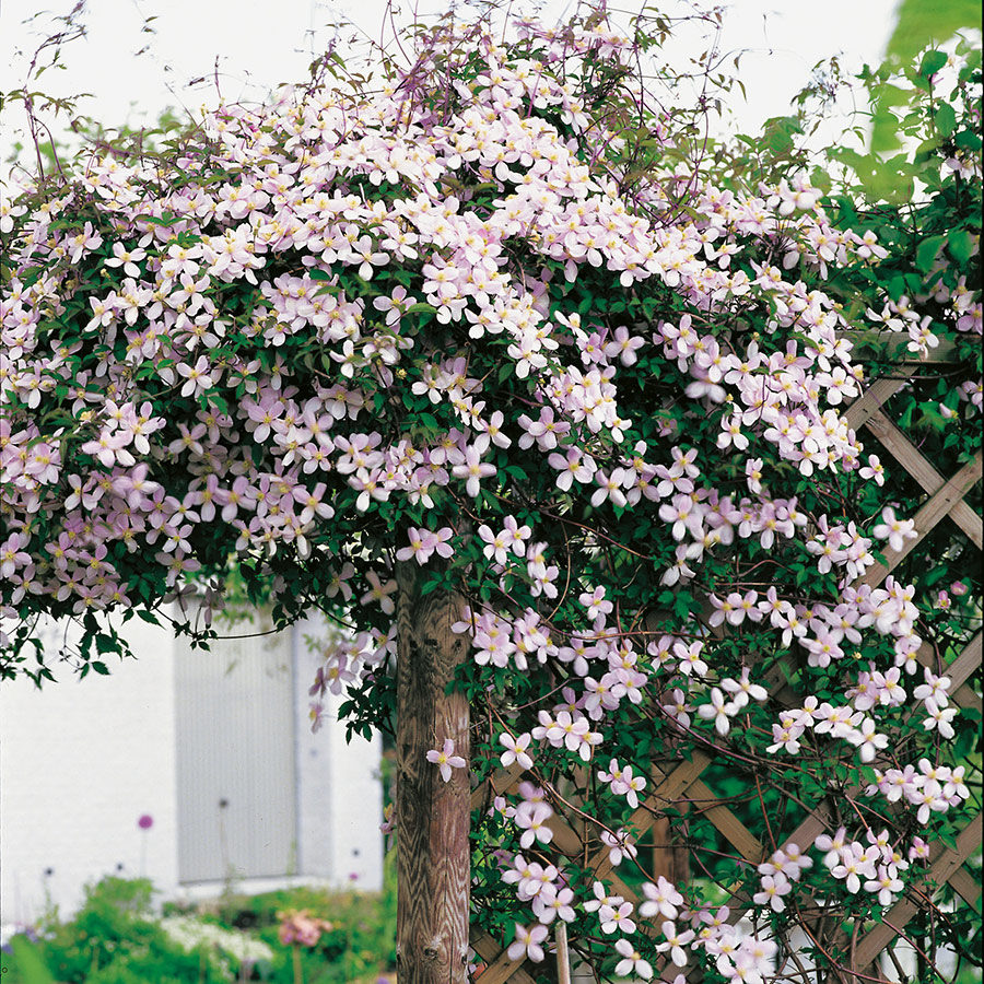 Klätterväxt Röd Bergsklematis Omnia Garden 40-60 cm