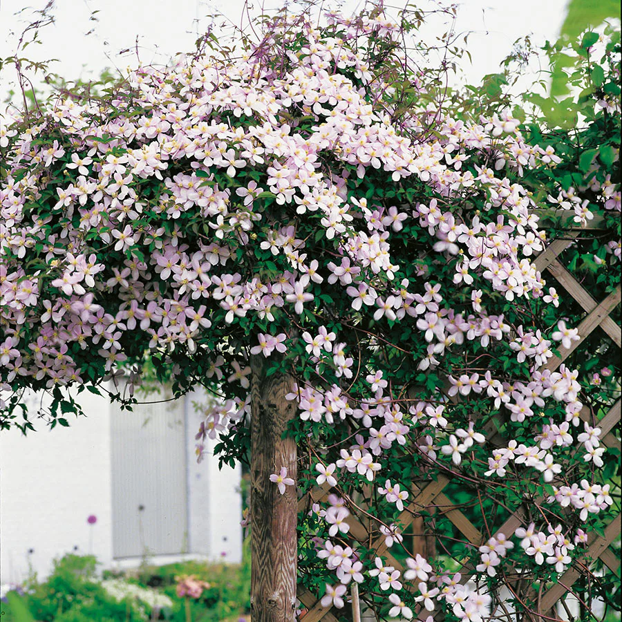 Klätterväxt Röd Bergsklematis Omnia Garden 40-60 cm