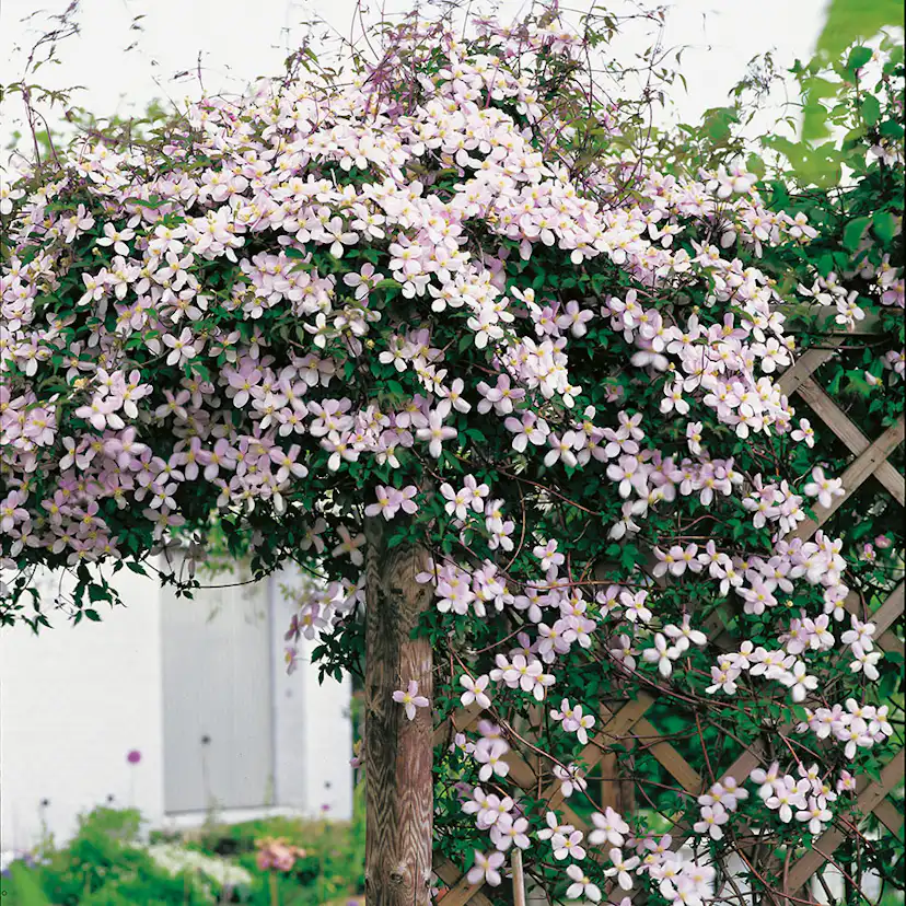 Klätterväxt Röd Bergsklematis Omnia Garden 40-60 cm