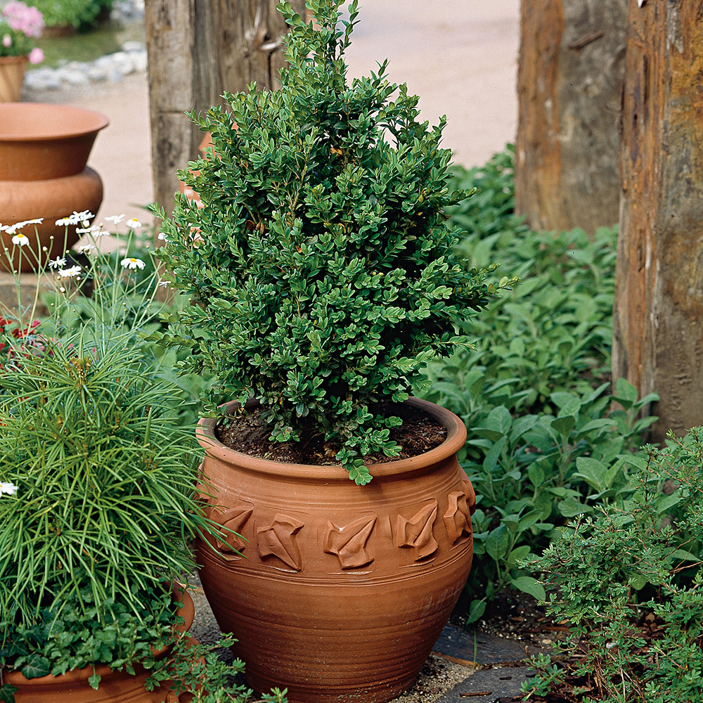 Prydnadsbuske Omnia Garden Buxbom