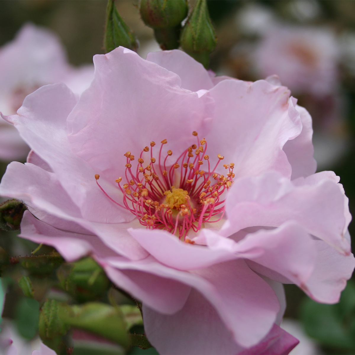 Flerblommig Rabattros Omnia Garden Odyssey