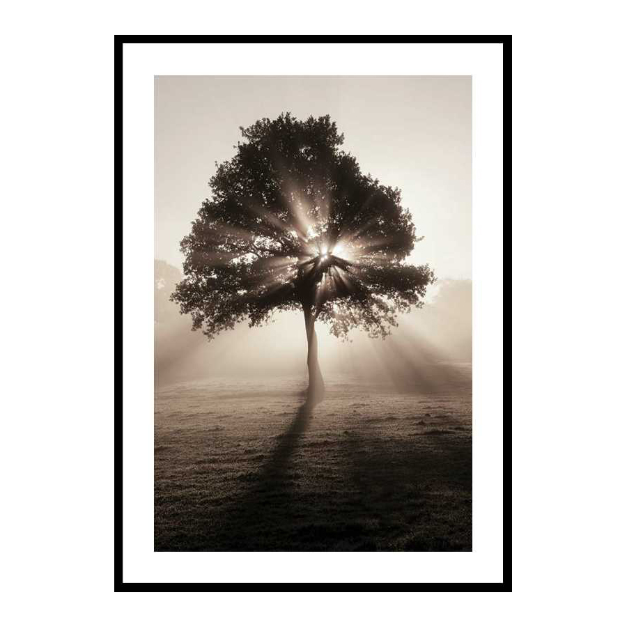Poster Gallerix Tree In Sunrise