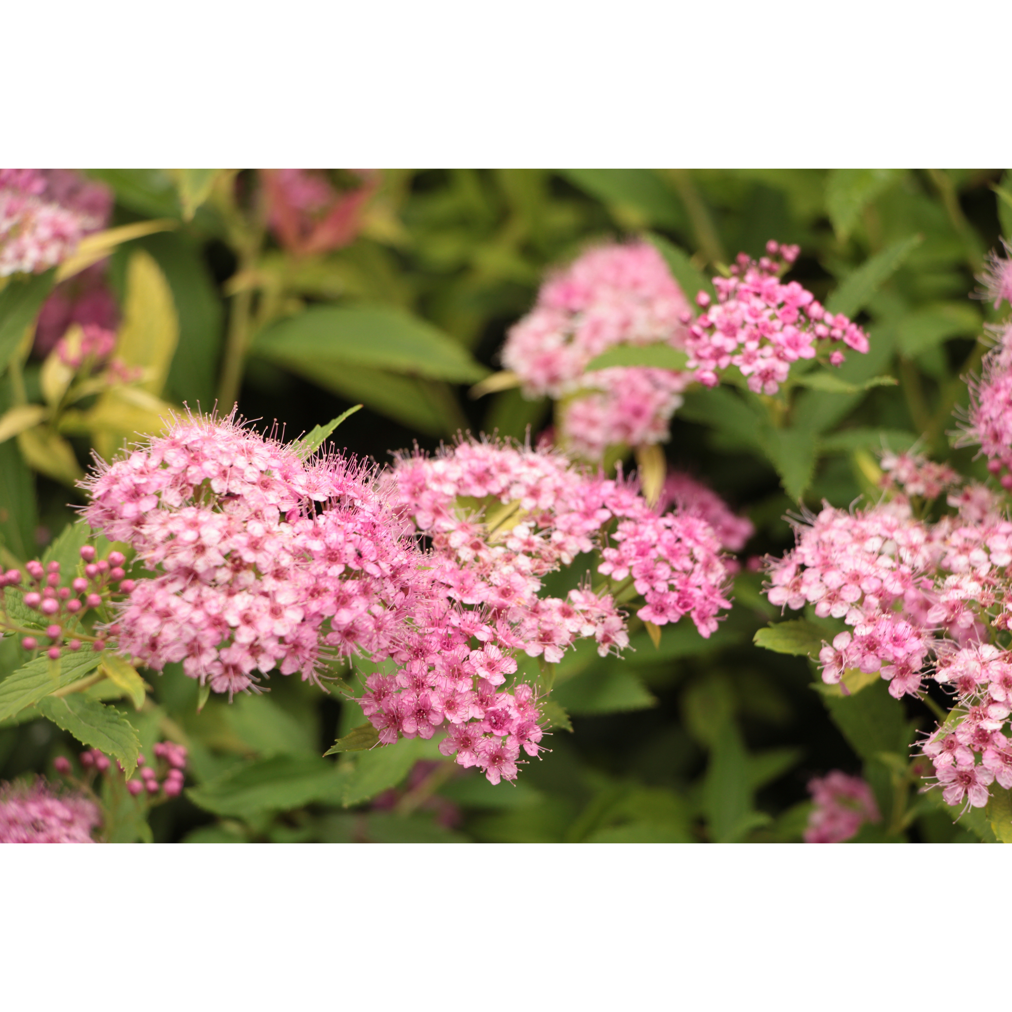 Häck Omnia Garden Dvärgpraktspirea 10-20cm Krukodlade