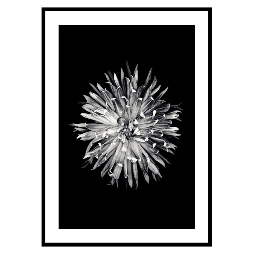 Poster Gallerix Dahlia BW