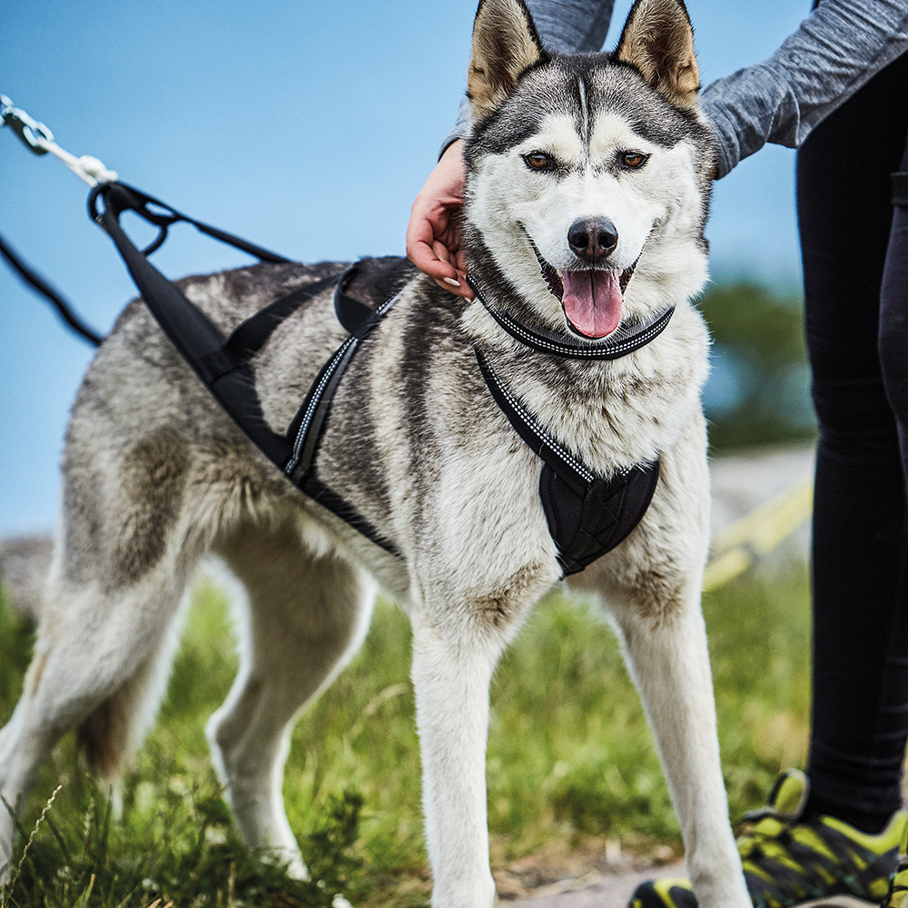 Drag-/kombisele Kennel Equip Nome Active