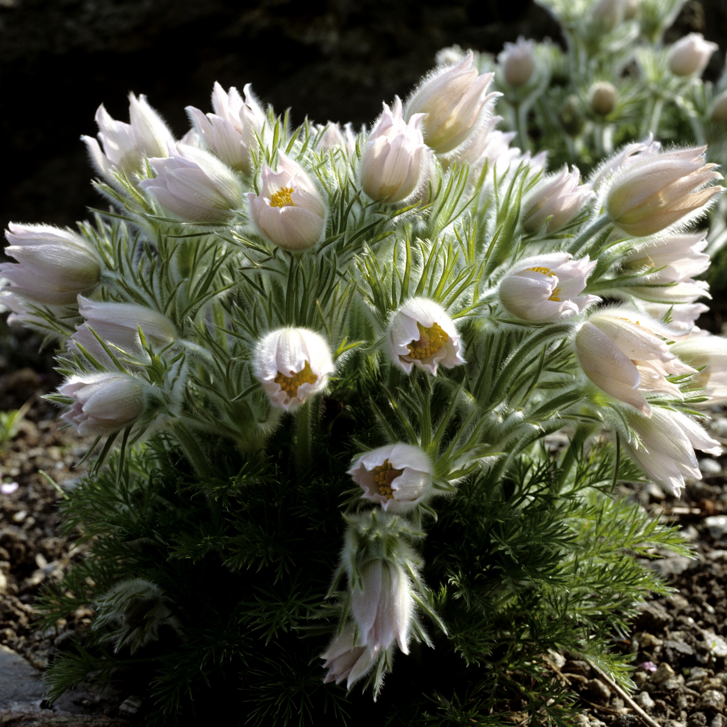 Backsippa Omnia Garden Alba