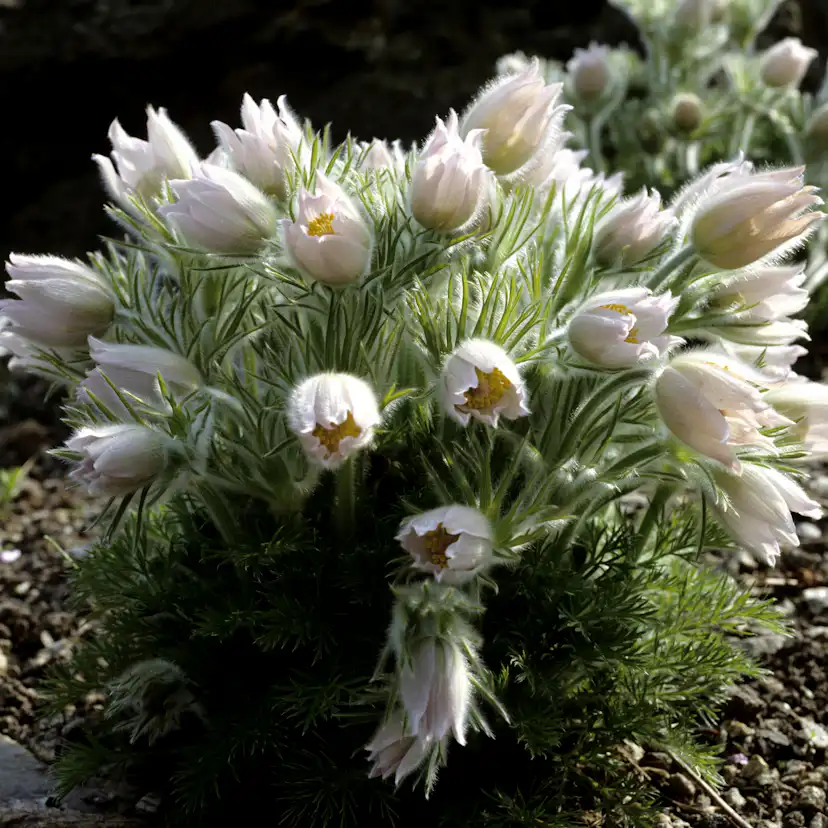 Backsippa Omnia Garden Alba