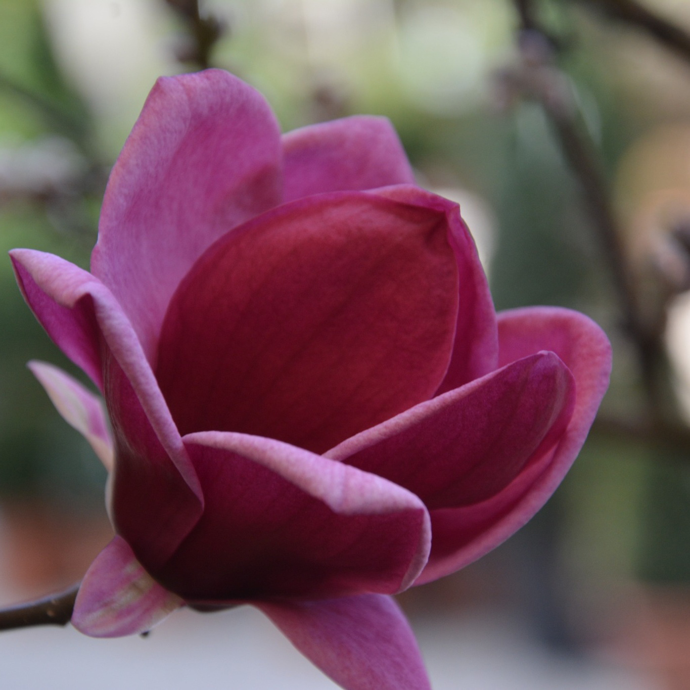 Prydnadsbuske Omnia Garden Rosenmagnolia Genie 80-100 cm