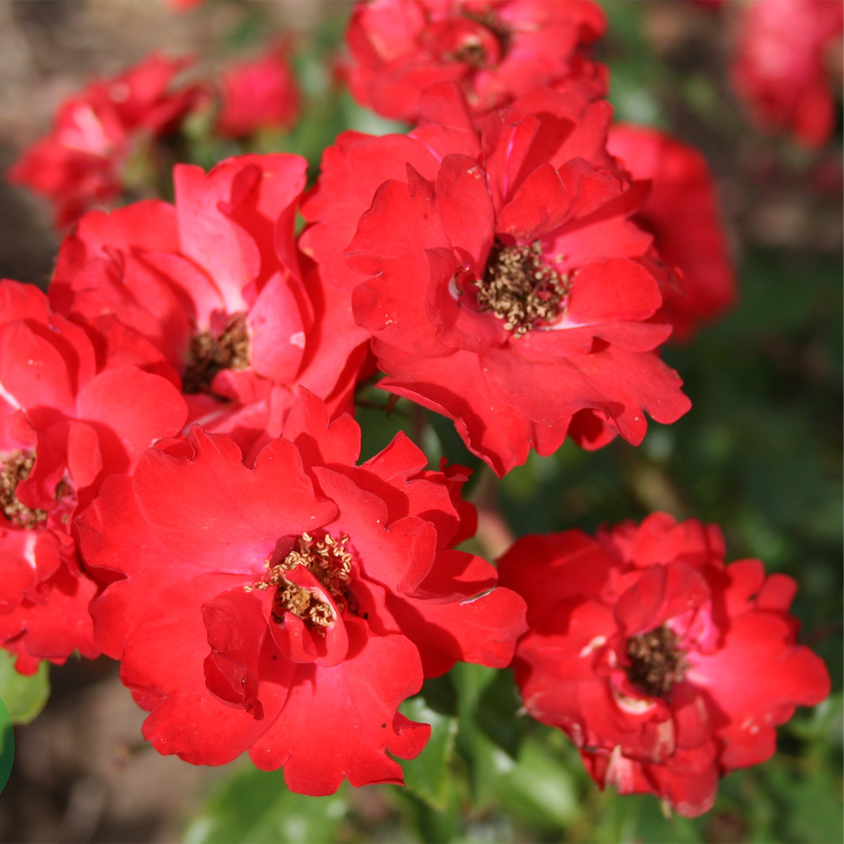 Flerblommig Rabattros Omnia Garden La Sevillana