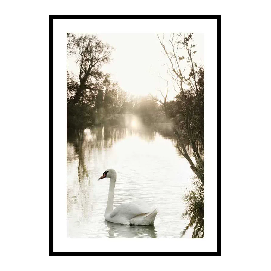 White Swan 30x40 cm