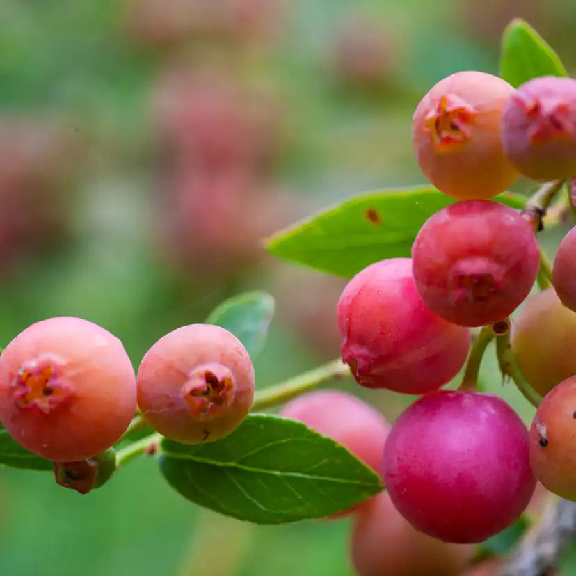 Buske Omnia Garden Amerikanskt Blåbär Pink Lemonade