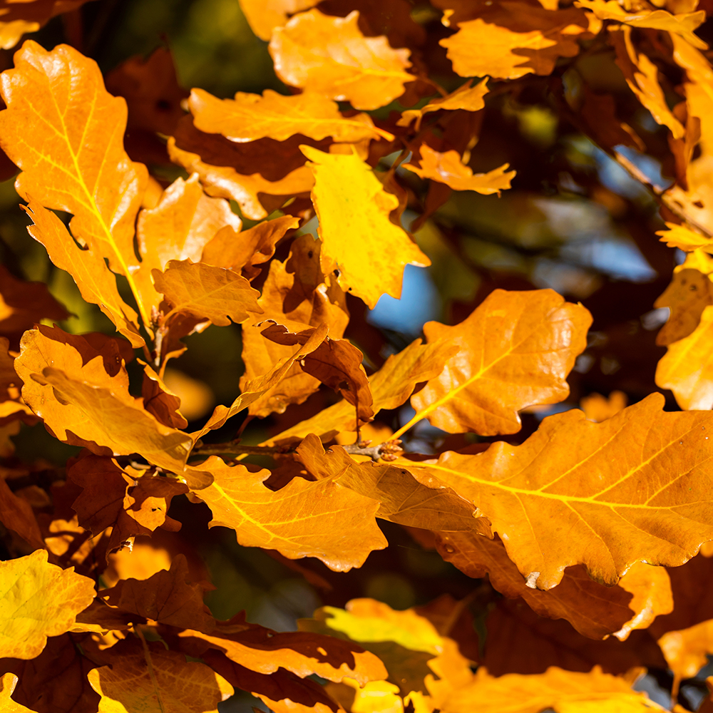 Prydnadsträd Skogsek Omnia Garden 150-200 cm